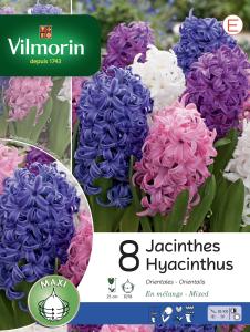 Jacinthe Orientale En Mélange